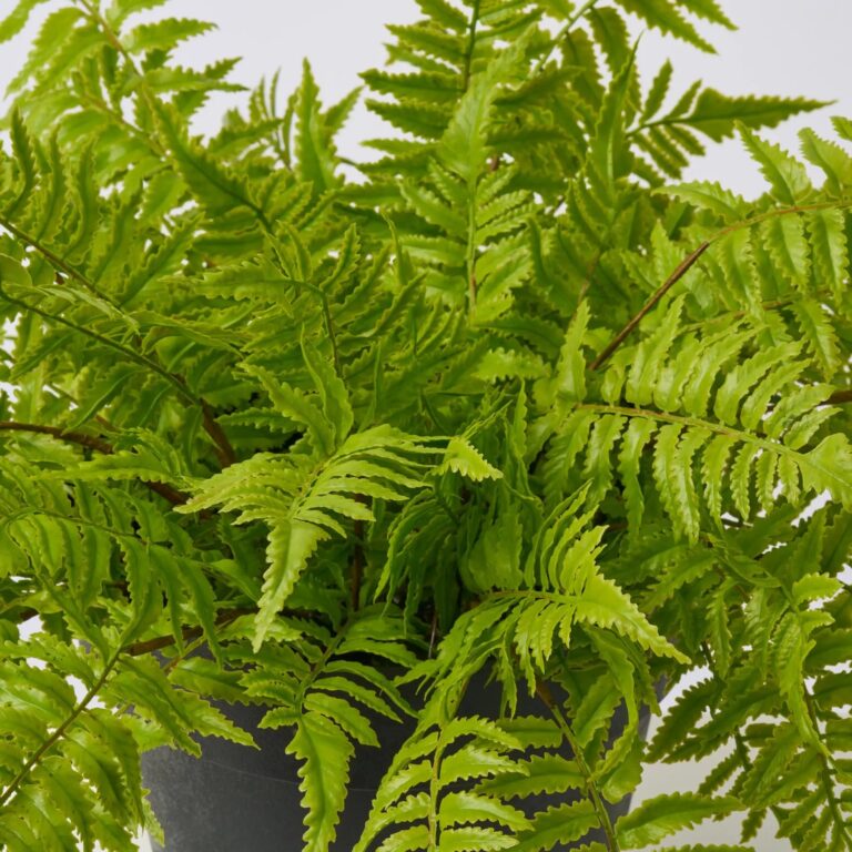 Close-up of bloom cluster detail on this Lifelike Boston Fern Outdoor Faux Spring Everyday Arrangement