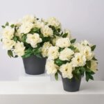Lifelike Cream Peony Blooming Faux Plant Outdoor Urn Filler Spring Summer Arrangement - Available in