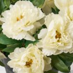 The Lifelike Cream Peony Blooming Faux Spring Summer Arrangement shown in full, highlighting branch layering