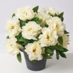 Detail view of planter detail from the Lifelike Cream Peony Blooming Faux Spring Summer Arrangement