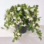 Detail view of planter detail from the Blooming White Petunia Cascade Faux Urn Filler Arrangement