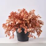 The Autumn Terracotta Privet Bush Faux Front Porch Arrangement shown in full, highlighting bloom cluster