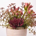 Close-up of leaf foliage texture on this Modern Succulents - Burgundy Echeveria, Footed Bowl Planter