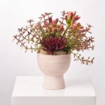 Modern Succulents - Burgundy Echeveria, Red Argonium and Wild Footed Bowl Planter - Mauve