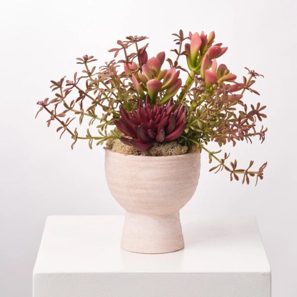 Modern Succulents - Burgundy Echeveria, Red Argonium and Wild Footed Bowl Planter - Mauve