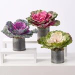 Large Cabbage Kale Blossom in Galvanized Tin Faux Plant Arrangement - 3 Color Options