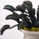 Alternate angle of the Black and Green Venus Fly Spooky Halloween Arrangement showing full plant
