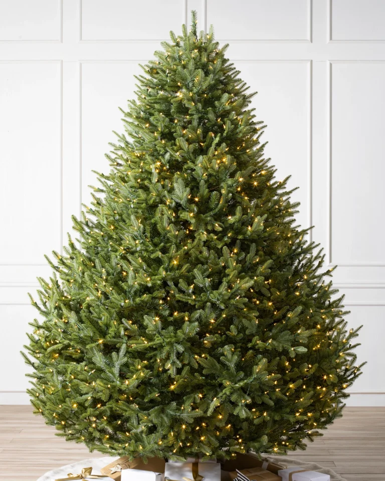 BH Balsam Fir Wide