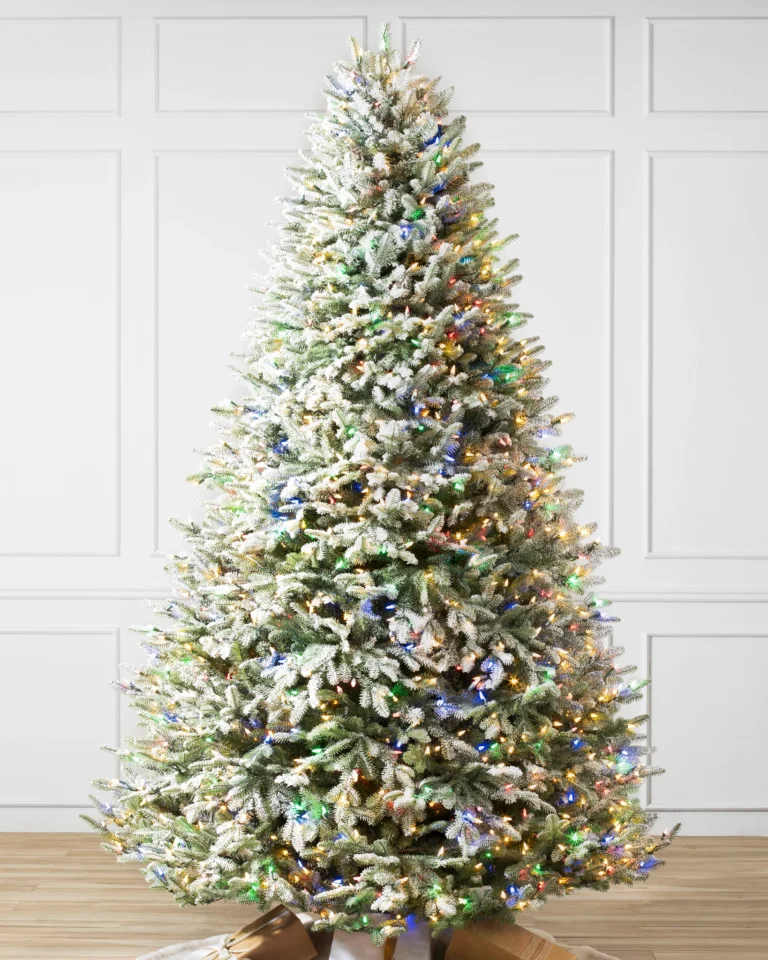 Frosted BH Balsam Fir
