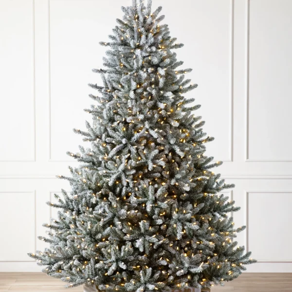Frosted Classic Blue Spruce