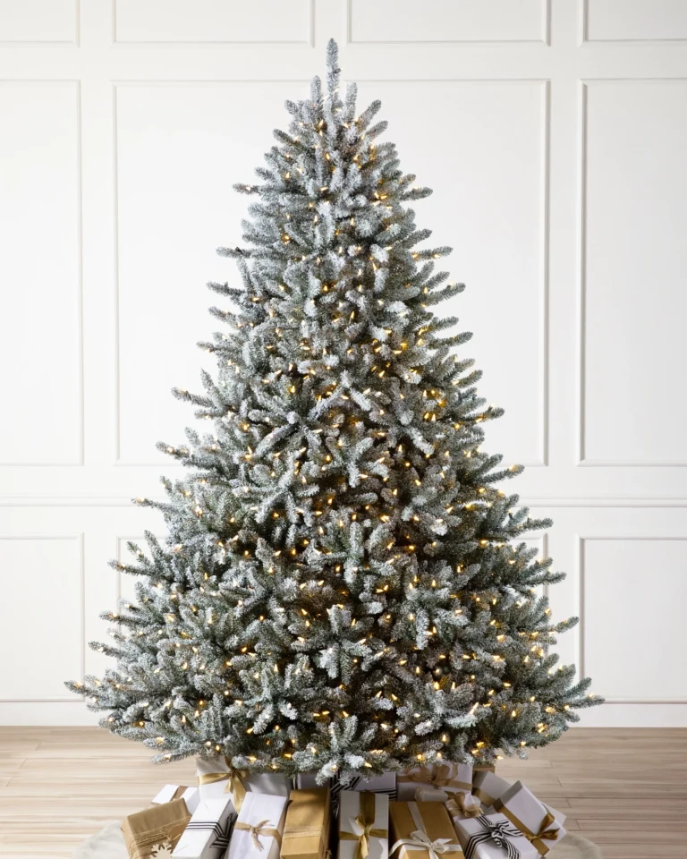 Frosted Classic Blue Spruce