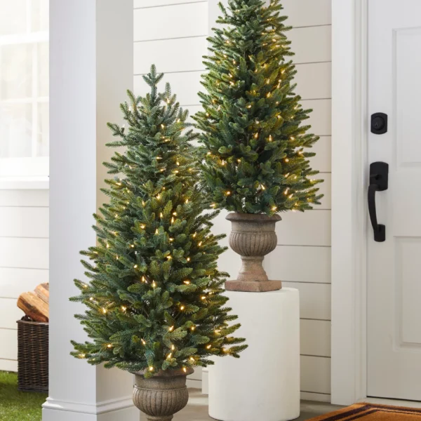 Colorado Mountain Spruce Potted Tree