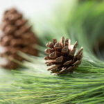 Close-up of blooms and berries on this Deluxe Long Needle Pine Door Mantel Wreath