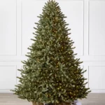 Classic Blue Spruce