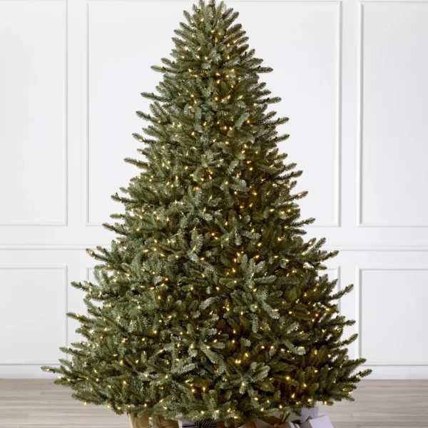 Classic Blue Spruce