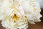 Close-up of vase silhouette detail on this Cream Real Touch Peony Floral Clear Glass Vase