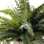 Close-up of leaf foliage texture on this Lifelike Boston Fern In Elmwood Elmwood Planter Faux