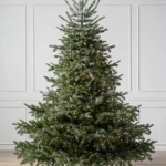 European Fir