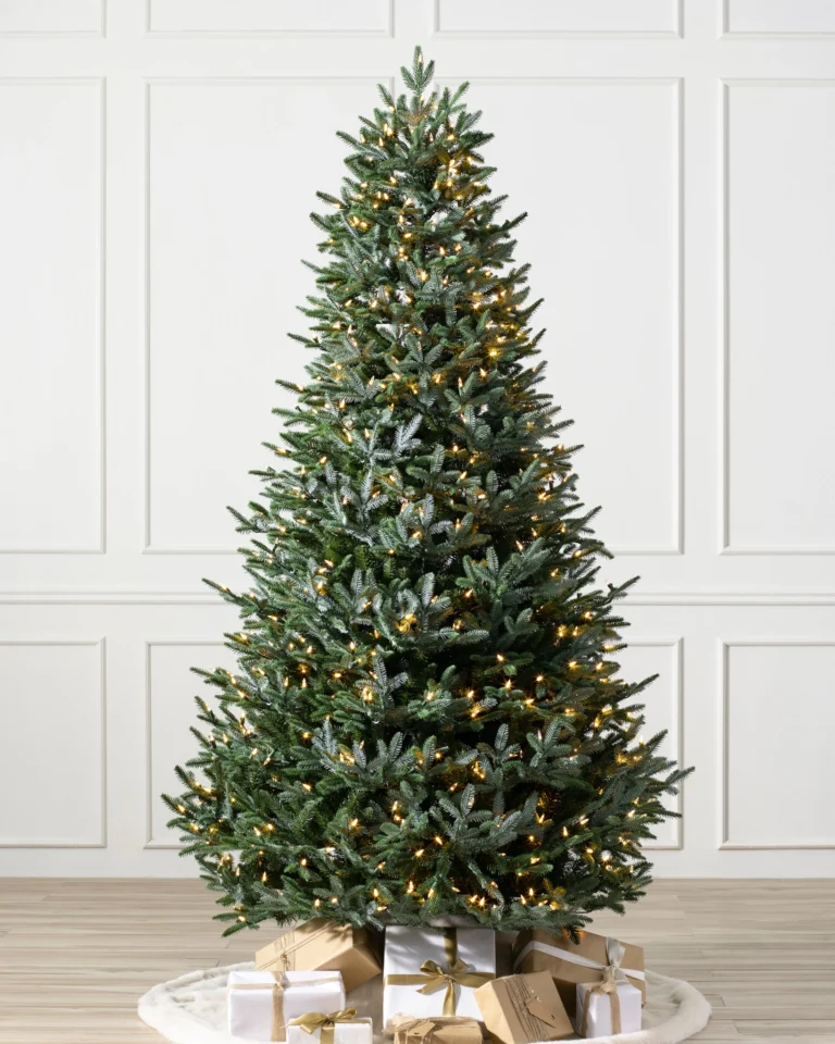 European Silver Fir