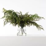 Real Touch Norfolk Pine Branches in Glass Jug Vase Large Centerpiece Christmas Water Illusion Arrangement