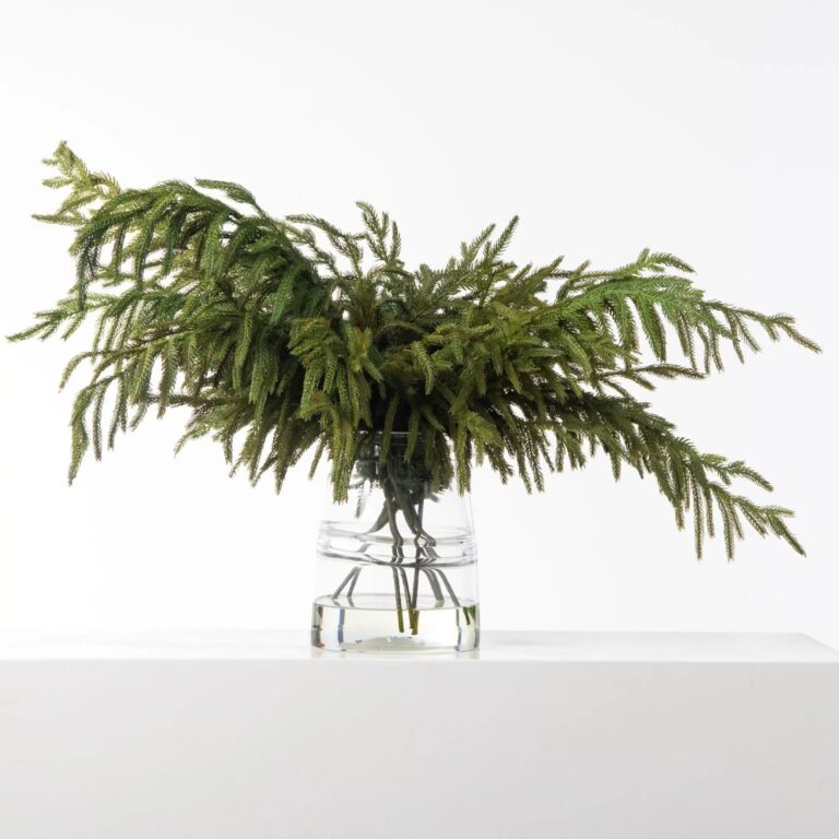 Real Touch Norfolk Pine Branches in Glass Jug Vase Large Centerpiece Christmas Water Illusion Arrangement