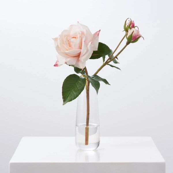 Blush Pink Real Touch Juliette Rose Stem and Buds Fluted Glass Vase Everyday Spring Water