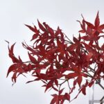 Close-up of vase silhouette detail on this Lifelike Red Japanese Maple Branches Water Illusion Arrangement