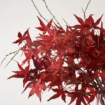 Close-up of vase silhouette detail on this Red Japanese Maple Branches Everyday Centerpiece Arrangement