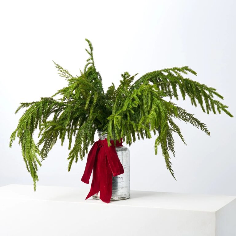 Deluxe Greeney Norfolk and Lebanon Cedar Branches in Silver Red Velvet Bow - Green