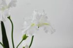 Close-up of vase silhouette detail on this Large Lifelike White Iris Blooms Water Illusion Arrangement