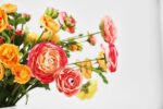 Alternate angle of the Mixed Sunrise Ranunculus - Yellow, Water Illusion Arrangement showing bloom arrangement