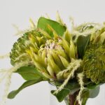 Close-up of vase silhouette detail on this Protea Paradise - Lifelike Green Water Illusion Arrangement