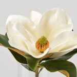 Close-up of bloom tips on this Real Touch Large Magnolia Bloom Water Illusion Arrangement