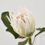 Close-up of bloom tips on this Realistic Large White King Protea Water Illusion Arrangement