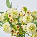 Close-up of vase silhouette detail on this Cream Green Pompon Dahlia, Crater Water Illusion Arrangement