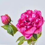Close-up of vase silhouette detail on this Realistic Fuchsia Peony Bloom Water Illusion Arrangement
