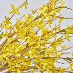 Alternate angle of the Classic Yellow Forsythia Branches Water Illusion Arrangement showing bloom arrangement in