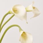 Close-up of vase silhouette detail on this Real Touch White Calla Lily Water Illusion Arrangement