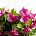 Close-up of leaf foliage texture on this Cascading Magenta Petunia Artificial Plant Rattan Hanging Basket