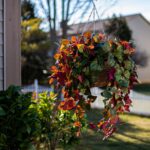 Red and Green Pothos Vine Artificial Plant in Round Grapevine Hanging Basket
