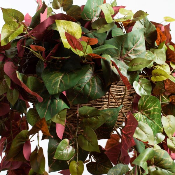 Close-up of leaf foliage texture on this Red and Green Pothos Vine Grapevine Hanging Basket