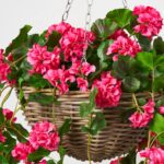 Close-up of craft detail close-up on this Blooming Pink Geranium Bush Spring Summer Hanging Basket