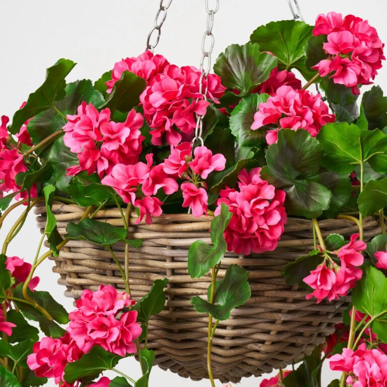 Close-up of craft detail close-up on this Blooming Pink Geranium Bush Spring Summer Hanging Basket