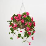 Blooming Pink Geranium Bush Spring Summer Hanging Basket - Pink