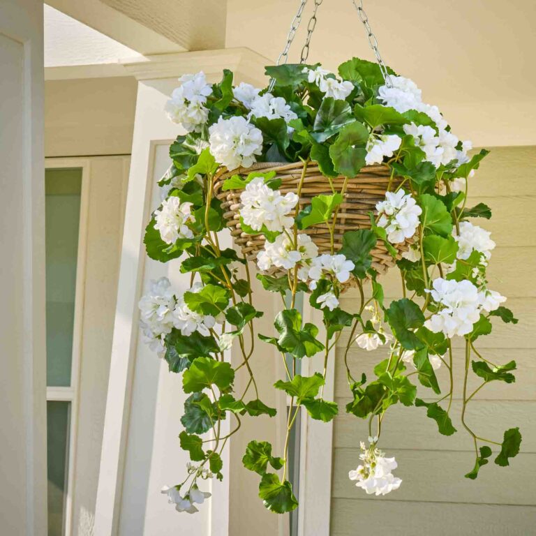 Blooming White Geranium Bush Everyday Spring Summer Hanging Basket - White