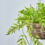 Close-up of craft detail close-up on this All Seasons Boston Fern Hanging Fern Hanging Basket