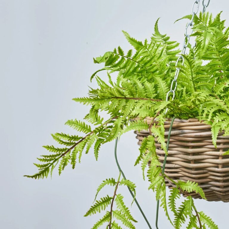 Close-up of craft detail close-up on this All Seasons Boston Fern Hanging Fern Hanging Basket