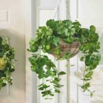 All Seasons Begonia Leaf Hanging Basket Everyday Faux Greenery - Green