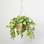All Seasons Bright Green Pothos Leaf Hanging Basket Everyday Faux Greenery - Green