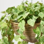 Close-up of craft detail close-up on this All Seasons Bright Green Pothos Leaf Hanging Basket